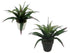 Set 2 Aloe Vera Plant In Plastic Pot 7x25cm