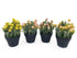 Set 4 Artificial Protea in Pot Assort 20cm