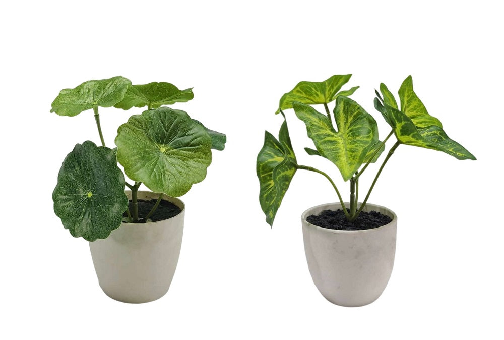 Home & Garden - Collection