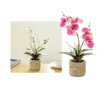 Set 2 Artificial Orchid in Cement Pot 27cm