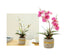 Set 2 Artificial Orchid in Cement Pot 27cm