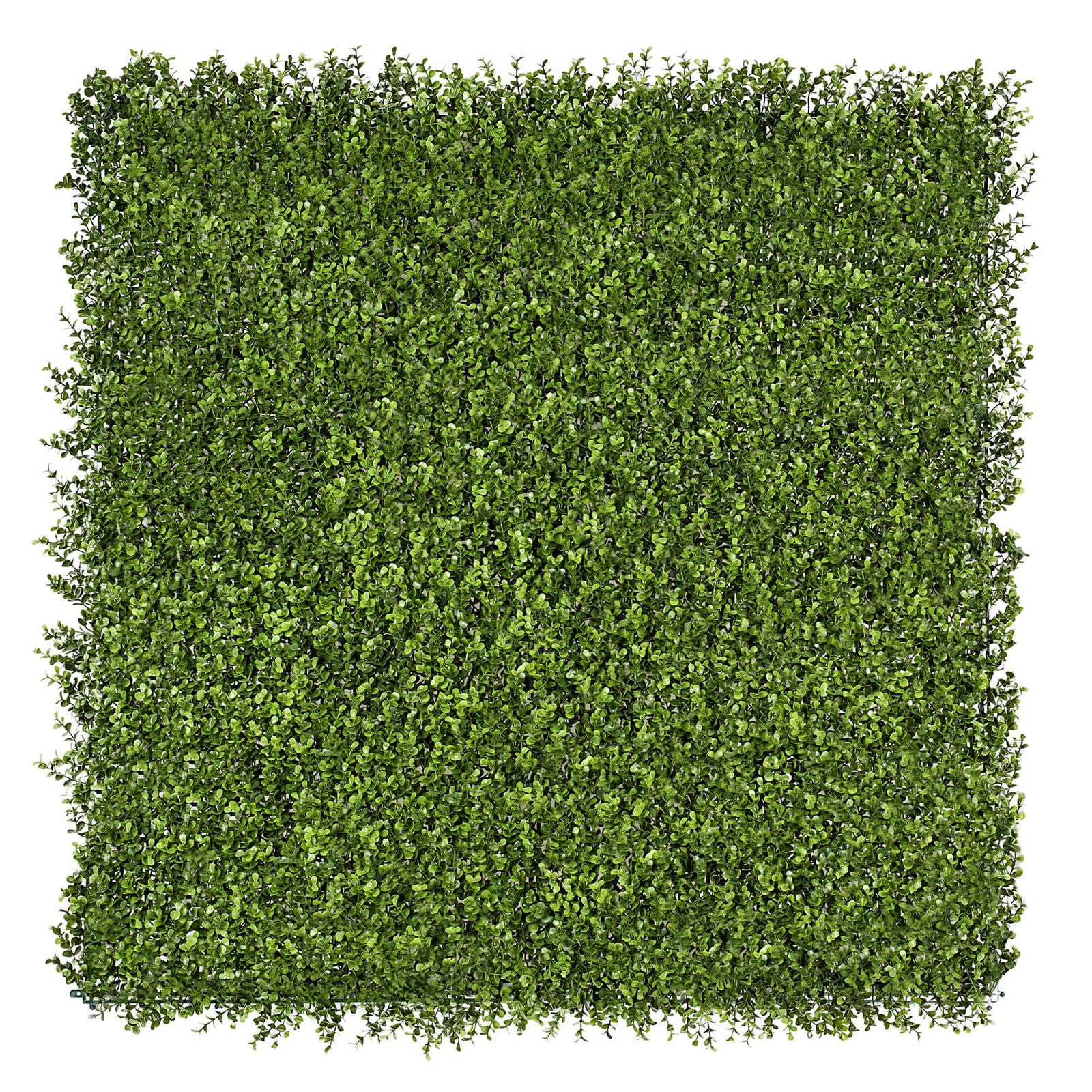Premium Natural Buxus Hedge Panels UV Resistant 1m X 1m