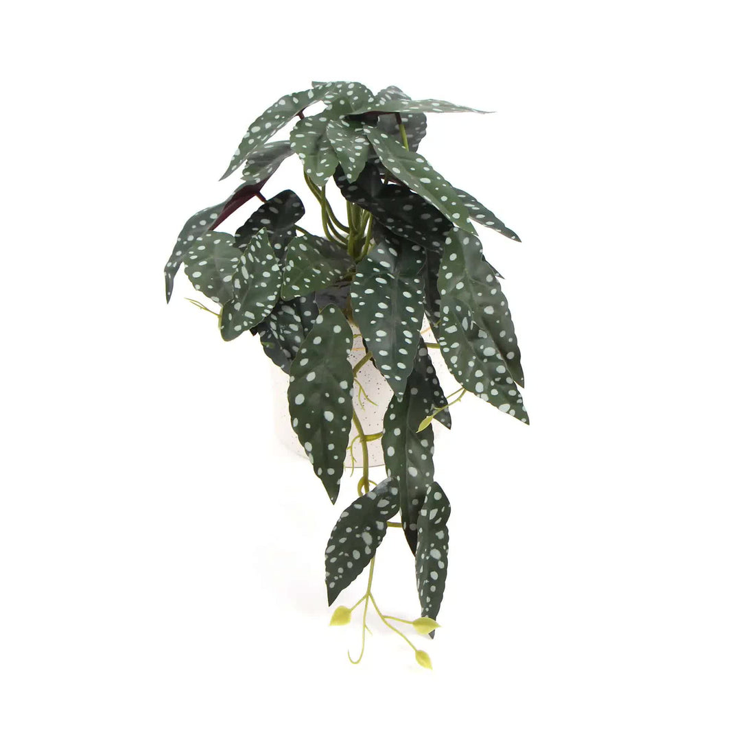 Artificial Begonia Maculata Plant In Decorative Bowl 30cm