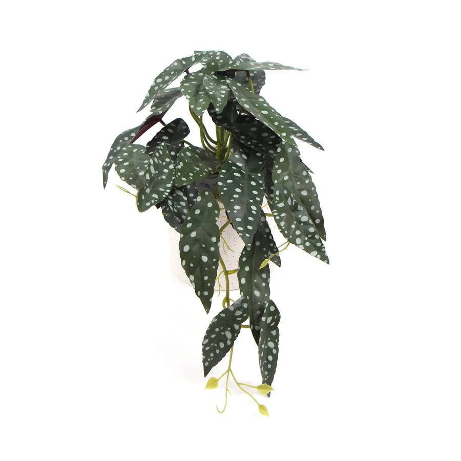 Artificial Begonia Maculata Plant In Decorative Bowl 30cm