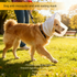 Size S White Mesh Net Hood for Dogs – Protective Face Cover Against Insects, Debris, and Oral Ingestion