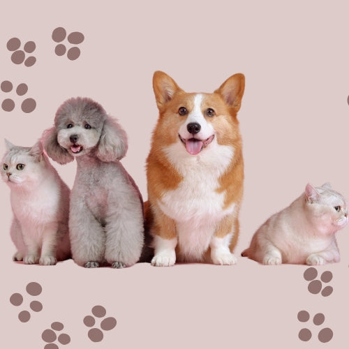 pet_care
