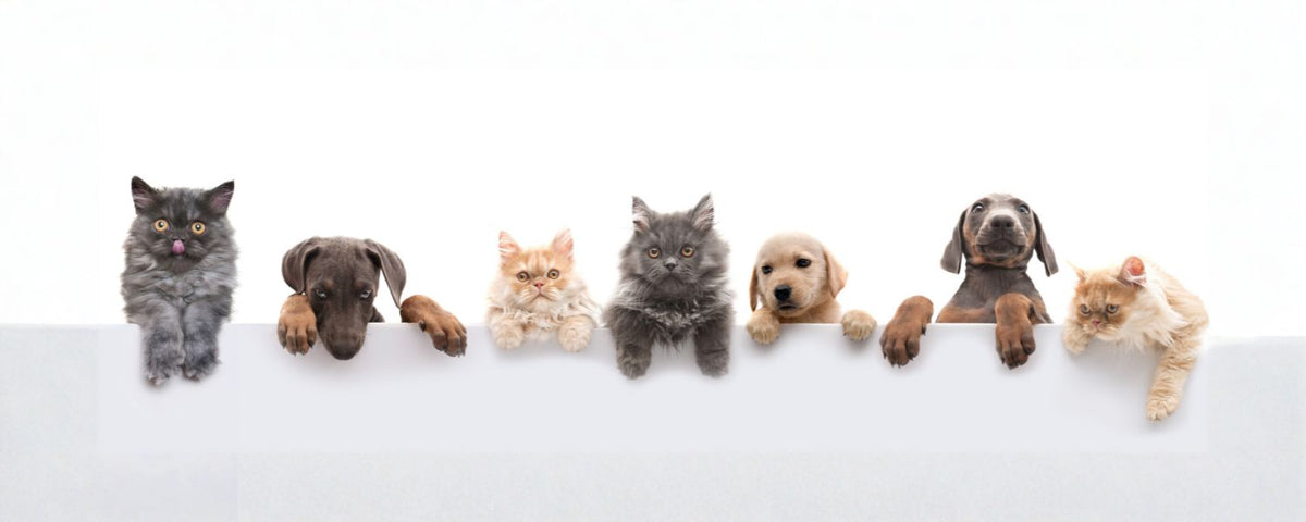 Pet Care